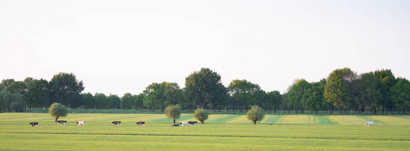 荷兰中部乌得勒支附近的绿色草地上的一排斑点奶牛