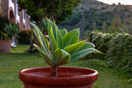 自然 仙人掌 草本植物 花盆 园艺 成长 植物 植物区系