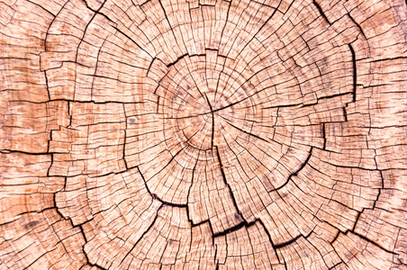 树桩 森林 古老的 自然 圆圈 年龄 纹理 日志 木材 戒指