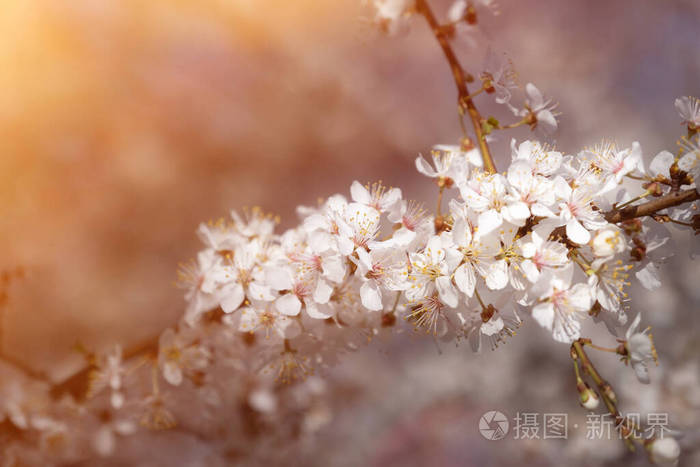 分支 花瓣 植被 自然 生长 傍晚 开花 苹果 美女 花的