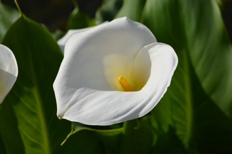 公园 百合花 盛开 睡莲 花的 外部 花瓣 自然 紫色 春天