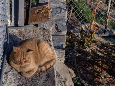 欧罗巴 美丽的 野猫 斑猫 毛皮 美女 小猫 自然 塞萨洛尼基