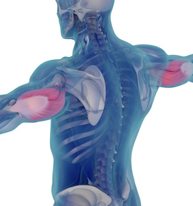 三维 男人 肌肉 致使 人类 骨头 力量 三头肌 解剖 科学