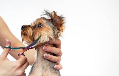 美容师在沙龙为一只小狗理发