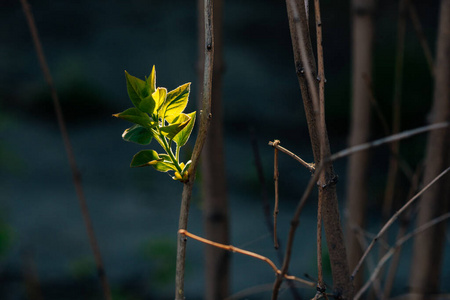 美丽的 季节 分支 春天 植物 新的 森林 花园 太阳 树叶