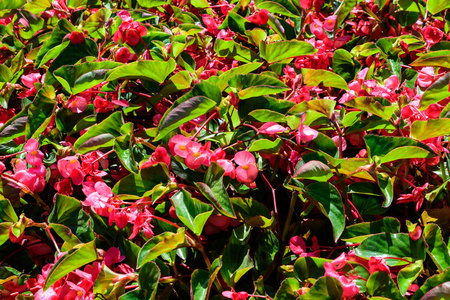 园艺 植物区系 植物学 秋海棠 美丽的 公园 开花 夏天