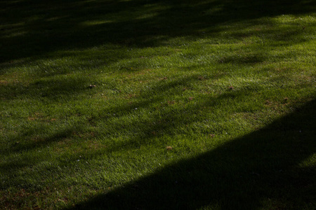 草地的特写镜头，阴影投射在草坪上