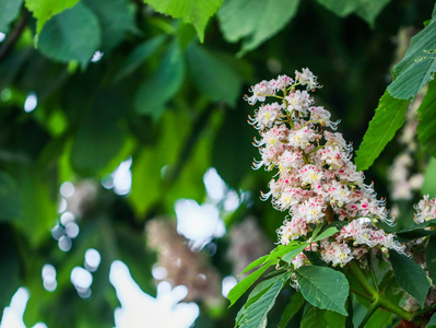 春天 花瓣 植物区系 板栗 灌木 季节 自然 美丽的 粉红色