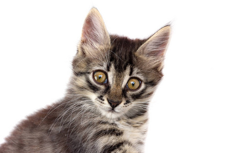 猫科动物 繁殖 面对 哺乳动物 照片 特写镜头 小猫 可怕的