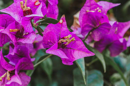 夏天 特写镜头 三角梅花 纹理 颜色 洋红色 花的 自然