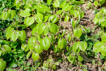 春天 夏天 自然 天空 花的 植物 美丽的 季节 外部 颜色