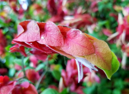 春天 多年生植物 花园 季节 长的 夏天 自然 植物学 特写镜头