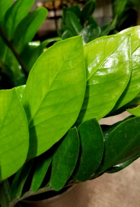 植物区系 自然 环境 植物 颜色 美丽的 春天 生长 夏天