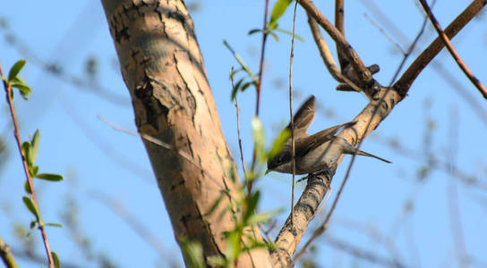 美丽的 春天 动物群 分支 植物 自然 鸟类学 环境 麻雀