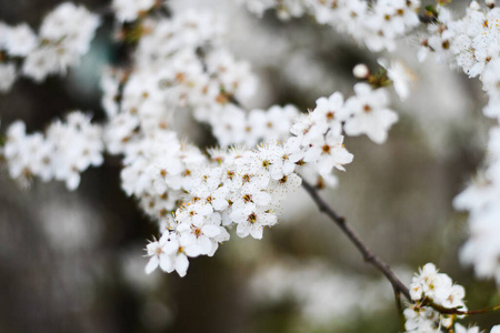 日本人 天空 盛开 植物学 果园 樱花 花的 开花 植物区系