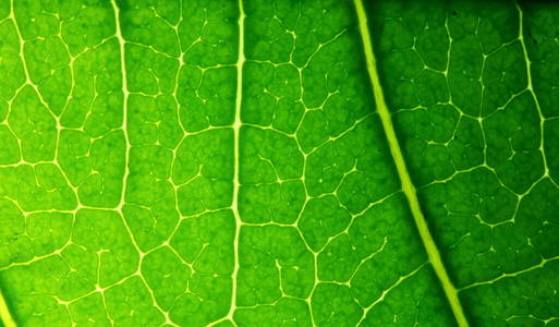 环境 美丽的 特写镜头 自然 植物学 植物 纹理
