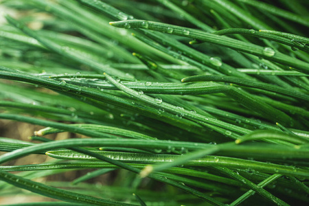 纯洁 露水 夏天 春天 美女 雨滴 厚的 生长 植物 特写镜头