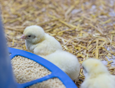 农业 生产 制造 孵化器 谷仓 鸟类 市场 动物 垃圾 商业