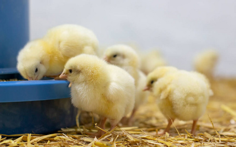 市场 宝贝 孵化器 制造 动物 家禽 商业 鸟类 垃圾 肉鸡