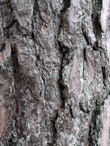 材料 环境 木材 树干 共生 纹理 地衣 植物区系 松木