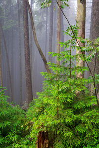 环境 森林 风景 植物 松木 荒野 旅行 生态系统 分支