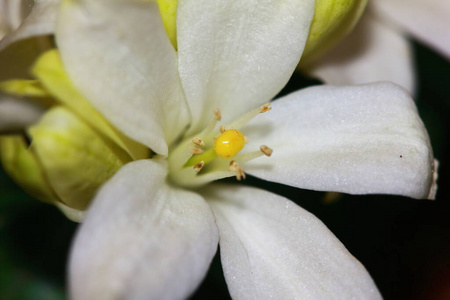 自然 季节 公园 植物学 花的 植物区系 植物 美丽的 茉莉