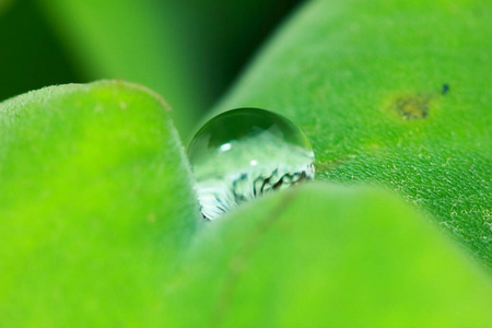 树叶 植物 露水 环境 春天 生态学 纹理 自然 水疗中心