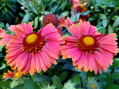 花瓣 花园 自然 美丽的 多年生植物 盛开 颜色 园艺 特写镜头