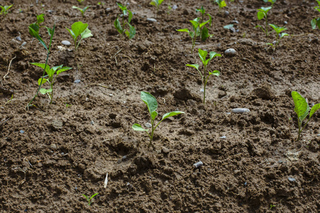 播种 植物学 复制 种植 土地 土壤 发芽 幼苗 生长 生态学