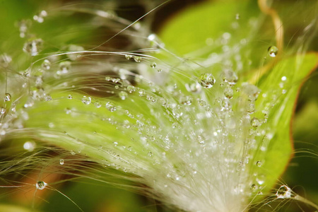 自然 春天 成长 雨滴 纹理 草地 植物 露水 夏天 牧场