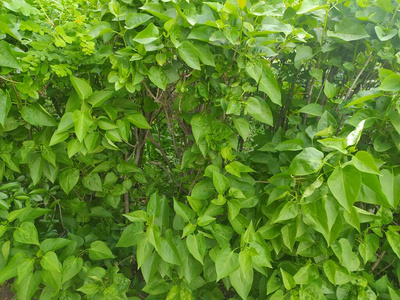 夏天 环境 灌木 花园 春天 自然 美丽的 植物 生长 特写镜头