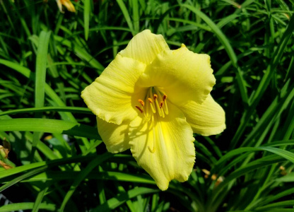 季节 自然 美丽的 夏天 植物区系 花的 花园 植物学 春天