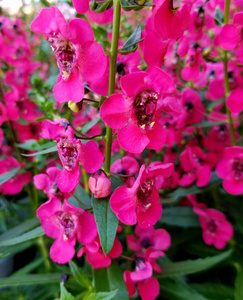 季节 植物 植物区系 花园 花的 自然 植物学 花瓣 夏天