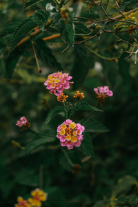 自然 花园 春天 花的 美丽的 植物区系 开花 植物