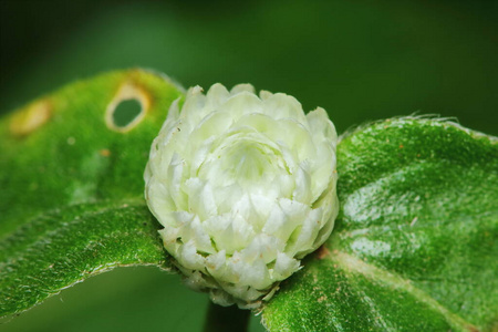 春天 季节 花的 公园 盛开 领域 花园 美丽的 自然 开花