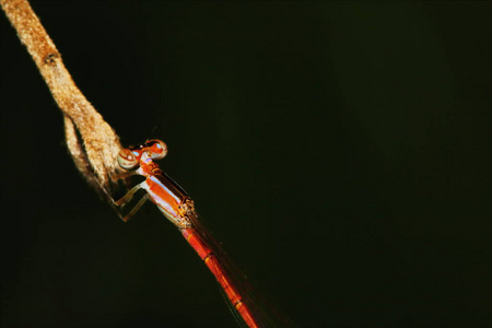 美女 美丽的 花园 自然 蜻蜓 野生动物 生物学 特写镜头