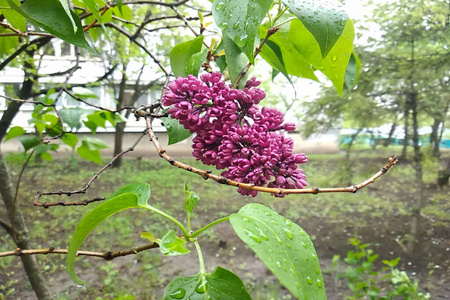 颜色 树叶 春天 雨滴 丁香花 粉红色