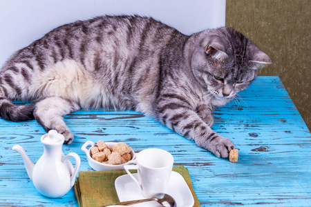 动物 毛皮 眼睛 睡觉 斑猫 猫科动物 毛茸茸的 基蒂 美丽的