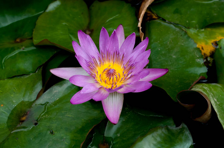 植物 小花 春天 睡莲 百合 花的 粉红色 紫罗兰 池塘