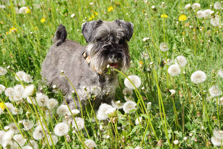 说谎 蒲公英 摆姿势 肖像 春天 可爱的 有趣的 犬科动物