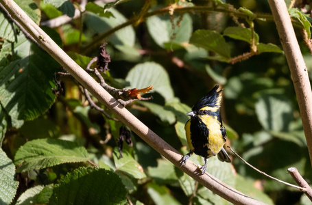 森林 丛林 迁移 观鸟 自由 自然 亚洲 动物群 动物 生态学