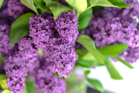 春天 特写镜头 紫罗兰 紫色 花束 美女 灌木 季节 植物