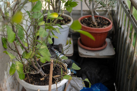 房间 成长 木材 窗口 桌子 厨房 自然 植物 花园 书桌