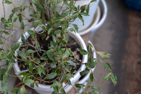 木材 桌子 自然 厨房 书桌 植物 成长 房间 窗口 室内植物