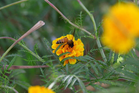 蜂蜜 食物 开花 季节 农业 花粉 荒野 美丽的 自然 养蜂人