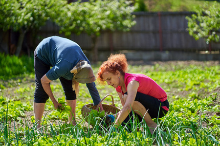 蔬菜 草本植物 采摘 花园 农业 素食主义者 树叶 食物