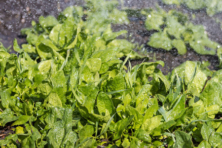 花园里雨中的绿色菠菜