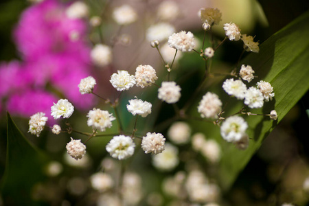 特写镜头 植物学 颜色 开花 雌蕊 夏天 生长 花园 盛开