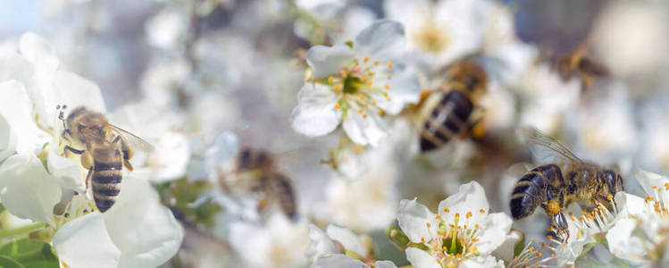 春天的旗帜，蜜蜂收集花蜜花粉从白色的樱花在一个模糊的背景开花的樱花树。