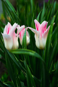 春天 自然 公园 植物区系 花束 明信片 夏天 花园 美女